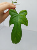 Philodendron Florida Beauty Steckling