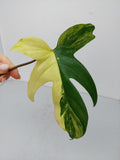 Philodendron Florida Beauty Steckling