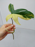 Philodendron Florida Beauty Steckling