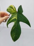 Philodendron Florida Beauty Steckling