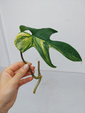 Philodendron Florida Beauty Steckling