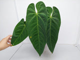 Anthurium Queremalense