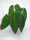 Anthurium Queremalense