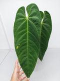 Anthurium Queremalense