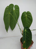 Anthurium Queremalense