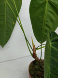 Anthurium Queremalense