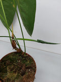 Anthurium Queremalense