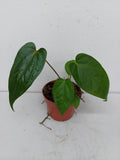 Anthurium Magnificum x Nigrolaminum