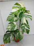 Monstera Variegata (zum aussuchen)