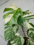 Monstera Variegata (zum aussuchen)