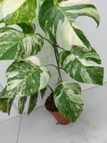 Monstera Variegata (zum aussuchen)