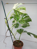 Monstera Variegata (zum aussuchen)