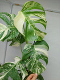 Monstera Variegata (zum aussuchen)