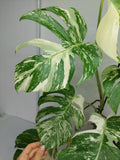 Monstera Variegata (zum aussuchen)