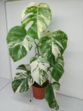 Monstera Variegata (zum aussuchen)