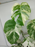 Monstera Variegata (zum aussuchen)