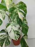 Monstera Variegata (zum aussuchen)