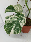 Monstera Variegata (zum aussuchen)