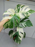 Monstera Variegata (zum aussuchen)