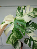 Monstera Variegata (zum aussuchen)