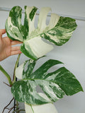 Monstera Variegata (zum aussuchen)