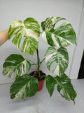 Monstera Variegata (zum aussuchen)