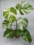 Monstera Variegata (zum aussuchen)