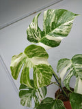 Monstera Variegata (zum aussuchen)