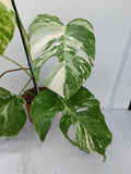 Monstera Variegata (zum aussuchen)