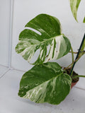 Monstera Variegata (zum aussuchen)