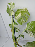 Monstera Variegata (zum aussuchen)