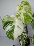 Monstera Variegata (zum aussuchen)