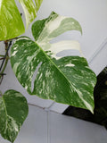 Monstera Variegata (zum aussuchen)