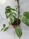 Monstera Variegata (zum aussuchen)