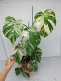 Monstera Variegata (zum aussuchen)