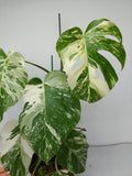 Monstera Variegata (zum aussuchen)