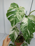 Monstera Variegata (zum aussuchen)