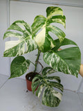 Monstera Variegata (zum aussuchen)