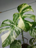 Monstera Variegata (zum aussuchen)