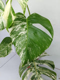 Monstera Variegata (zum aussuchen)