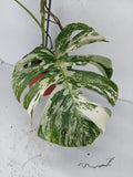 Monstera Variegata (zum aussuchen)