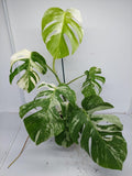 Monstera Variegata (zum aussuchen)