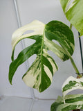 Monstera Variegata (zum aussuchen)