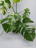 Monstera Variegata (zum aussuchen)