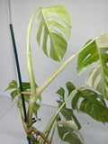 Monstera Variegata (zum aussuchen)