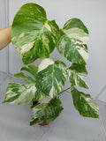 Monstera Variegata (zum aussuchen)