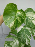 Monstera Variegata (zum aussuchen)