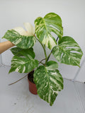 Monstera Variegata (zum aussuchen)