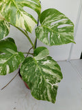 Monstera Variegata (zum aussuchen)