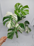 Monstera Variegata (zum aussuchen)